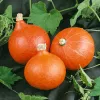 PNOS abóbora gigante Dolores sementes de hortícolas, 5 g