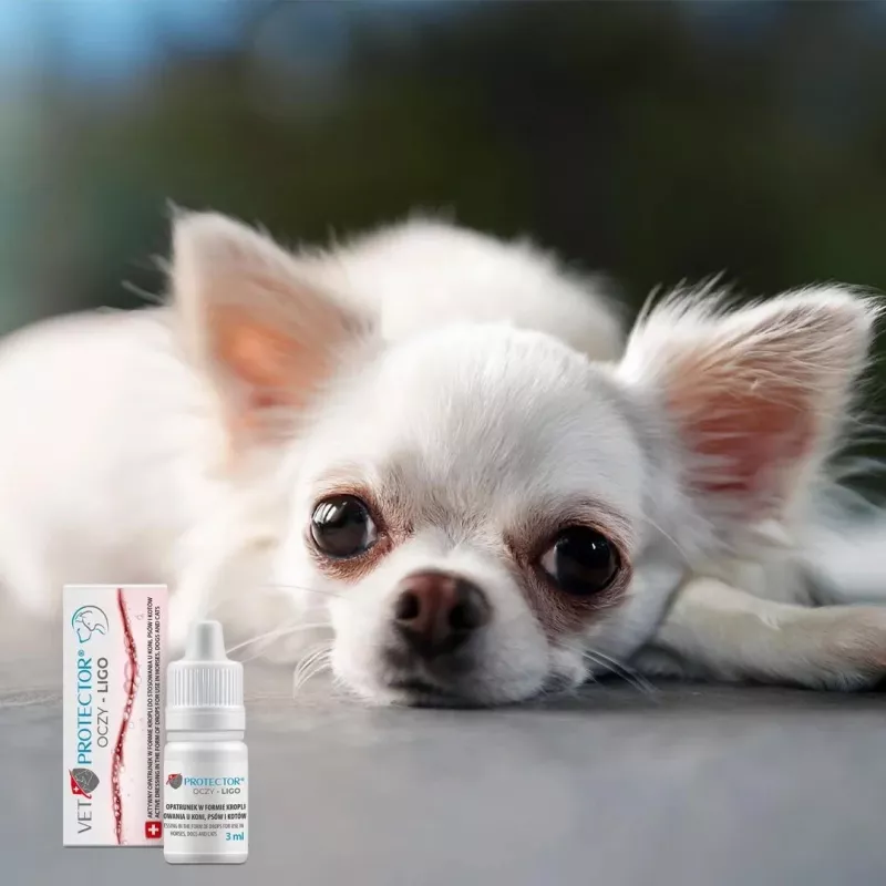 Gotas oftálmicas JM Sante Vet Protector Ligo 3 ml para cães e gatos — lavagem ocular em ceratite, retinite, traumatismos oculares