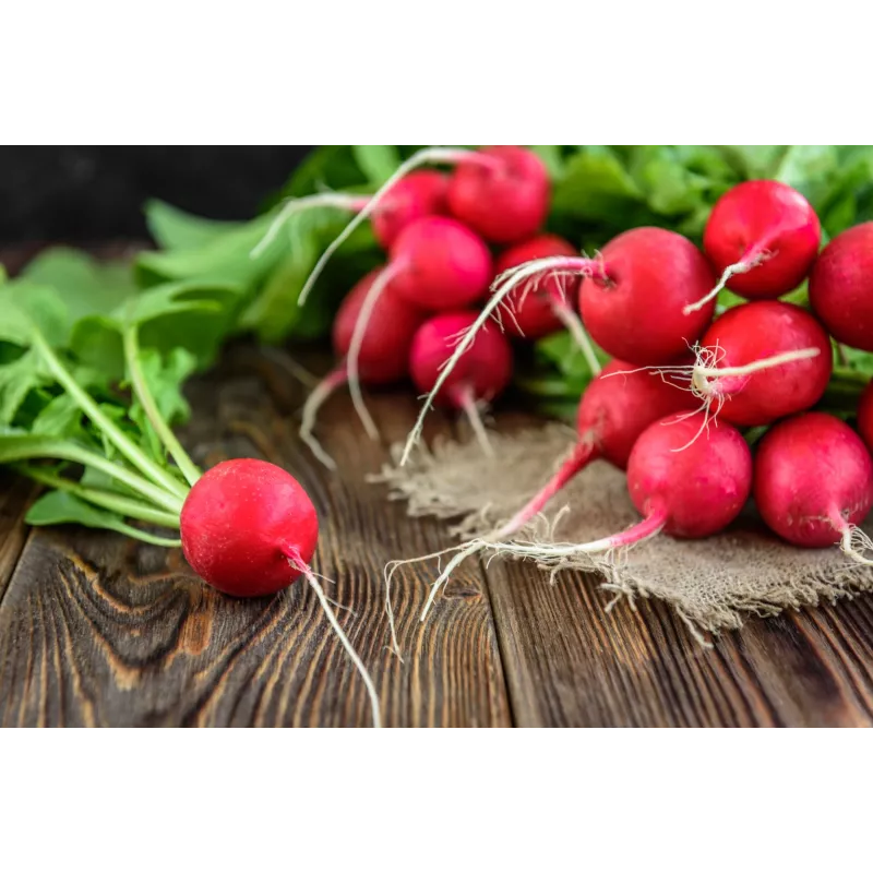 Sementes de rabanete Saxa 3, embalagem de 10 g