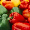 PNOS mistura de sementes de pimento doce, 0,6 g