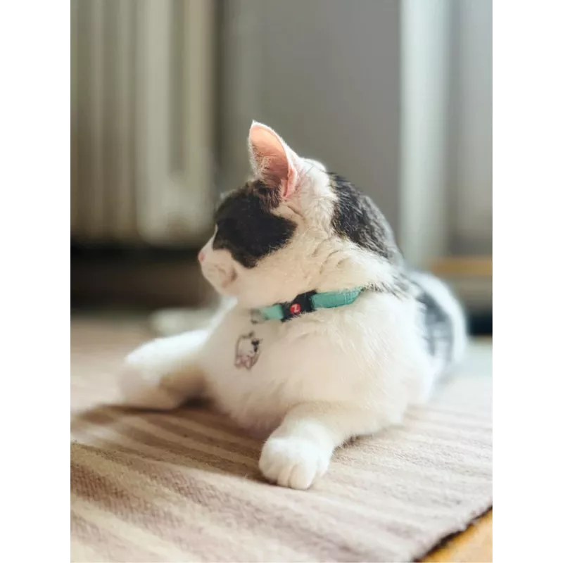 ZOLUX Chatouille azul - coleira para gatos
