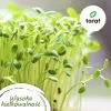 Conjunto de sementes Toraf Flavor Symphony - 12 embalagens