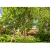 Corta-ramos telescópico GARDENA StarCut Pro L cabo em T, comprimento ajustável 175–400 cm