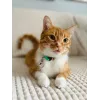 Coleira para gatos ZOLUX CHATOUILLE com pendente em forma de pássaro, verde