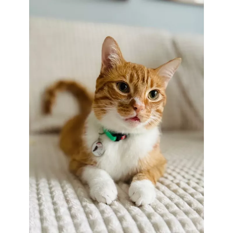 Coleira para gatos ZOLUX CHATOUILLE com pendente em forma de pássaro, verde