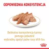 ROYAL CANIN Shih Tzu Adult comida húmida para cães patê 12x85 g