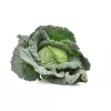 PNOS couve-de-saboia Langedijska sementes de hortícolas, 2 g
