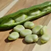 PNOS fava Jankiel White sementes, 50 g