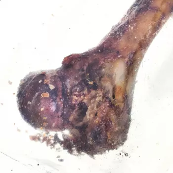 PETMEX Osso de presunto - Snack mastigável para cães - 1 unid.