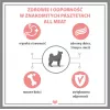 PUPIL Premium All Meat Gold lombo de borrego - comida húmida para cães - 800 g