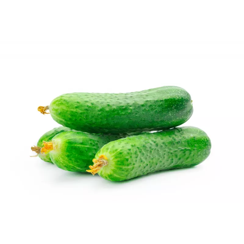 Sementes de pepino Polan F1 PNOS em fita, fita de 6 m