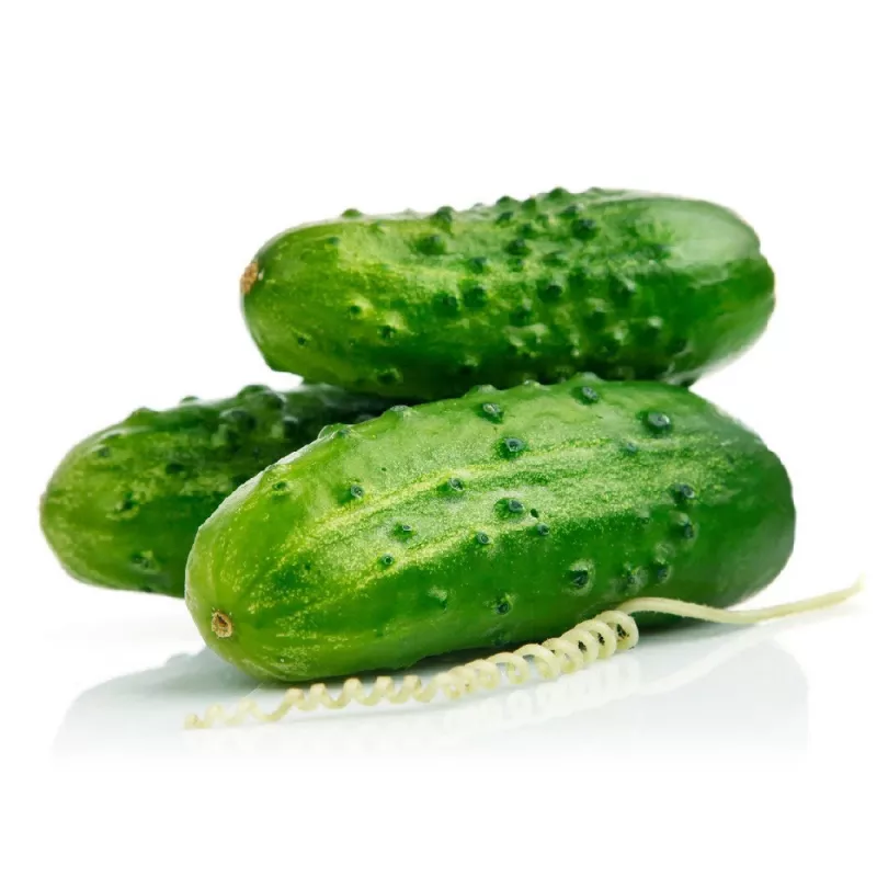 PNOS pepino Portal sementes em fita, 6 m