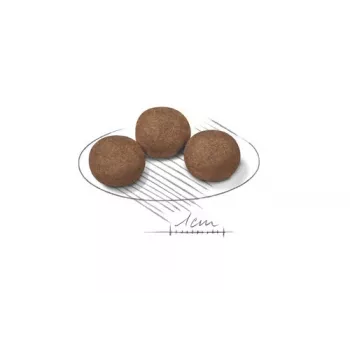 Royal Canin Medium Puppy ração seca para cachorros 15 kg