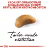 Ração seca para gatos Royal Canin British Shorthair Kitten 2 kg – frango, 38% proteína, 20% gordura, fórmula de crescimento