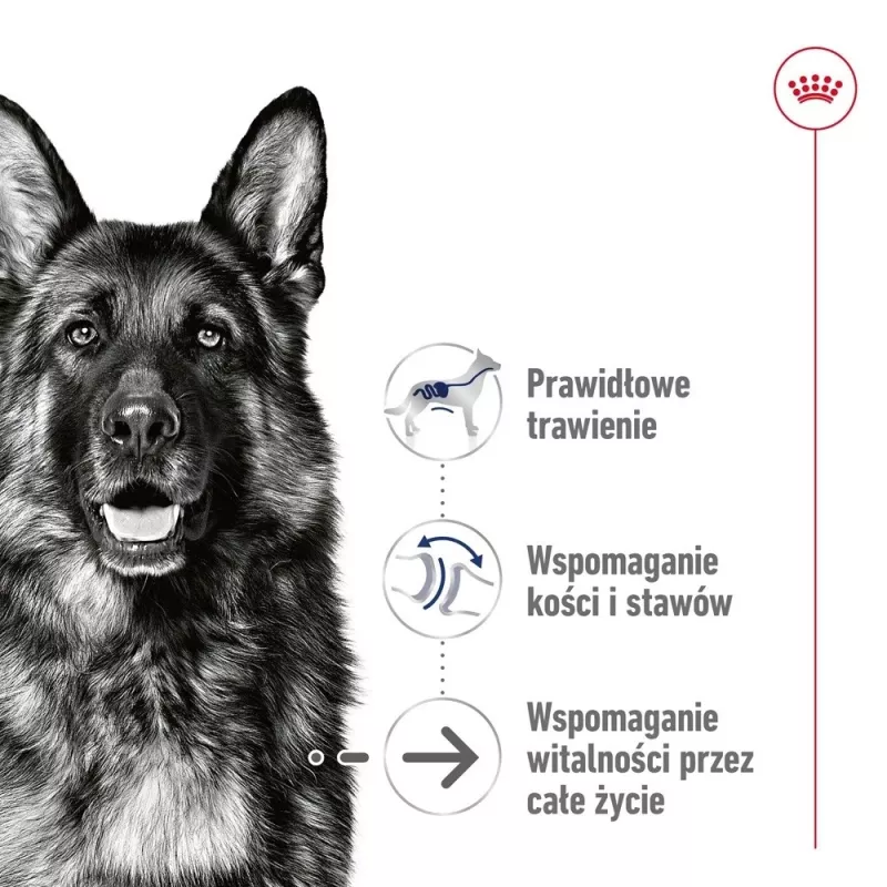 ROYAL CANIN SHN Maxi Ageing pão lata 410 g
