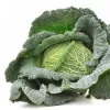 PNOS couve-de-saboia Langedijska sementes de hortícolas, 2 g