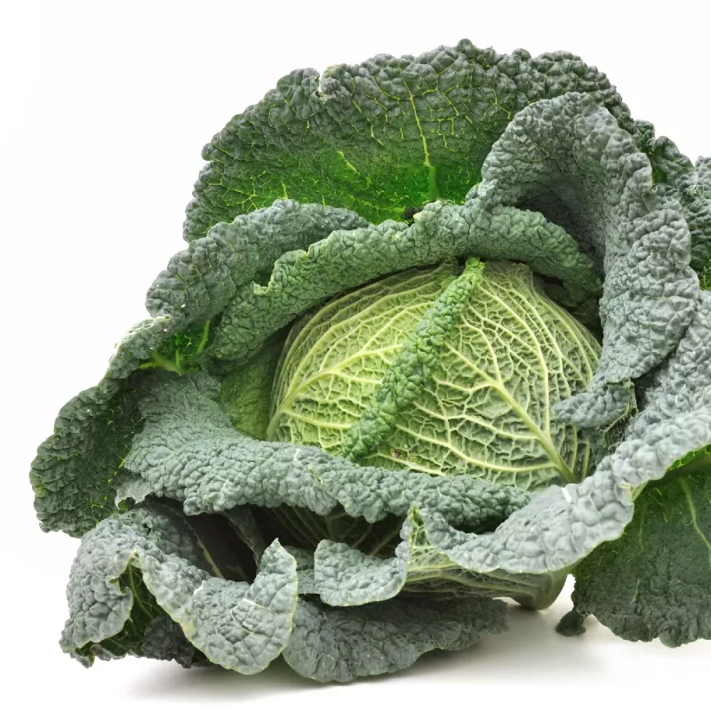 PNOS couve-de-saboia Langedijska sementes de hortícolas, 2 g