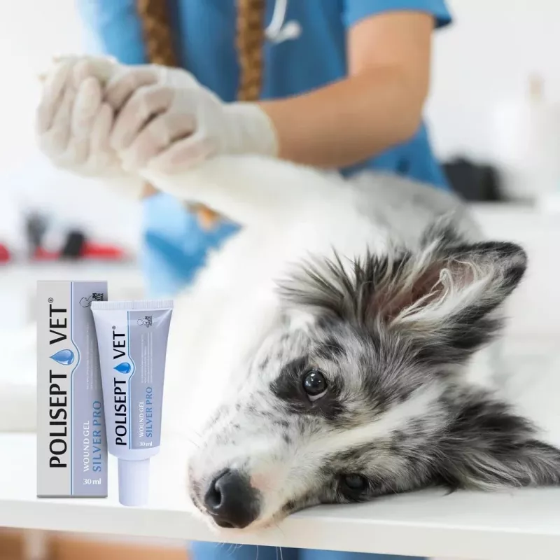 Gel para feridas JM Sante Polisept Vet Silver Pro 30 ml – cuidado tópico de feridas para cães e gatos, bisnaga de 30 ml