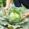 PNOS couve branca Roem Van Enkhuizen 2 sementes de hortícolas, 2 g