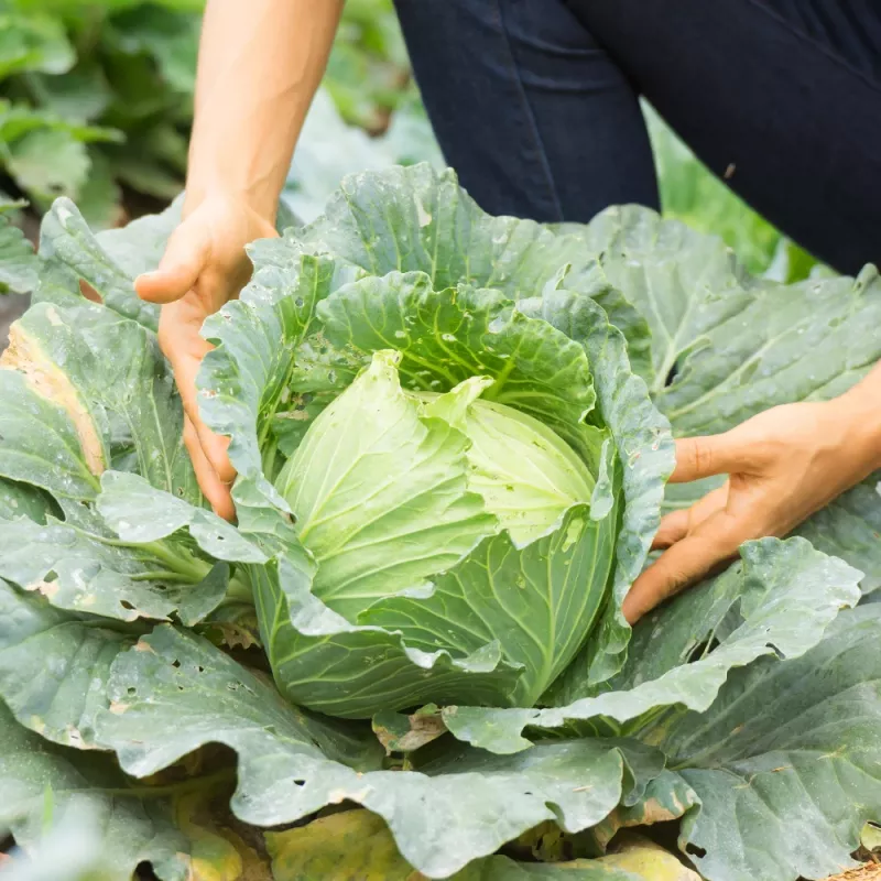 PNOS couve branca Roem Van Enkhuizen 2 sementes de hortícolas, 2 g