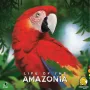 Life of the Amazonia, jogo de tabuleiro