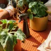 Pulverizador de cuidados para plantas 1071306