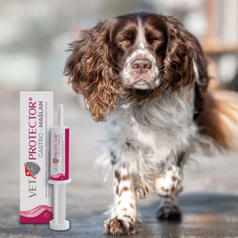 Suplemento líquido de suporte intestinal JM Sante VET PROTECTOR Gastro Butyrate 60 ml para cães e gatos, suplemento alimentar, sem soja, sem glúten
