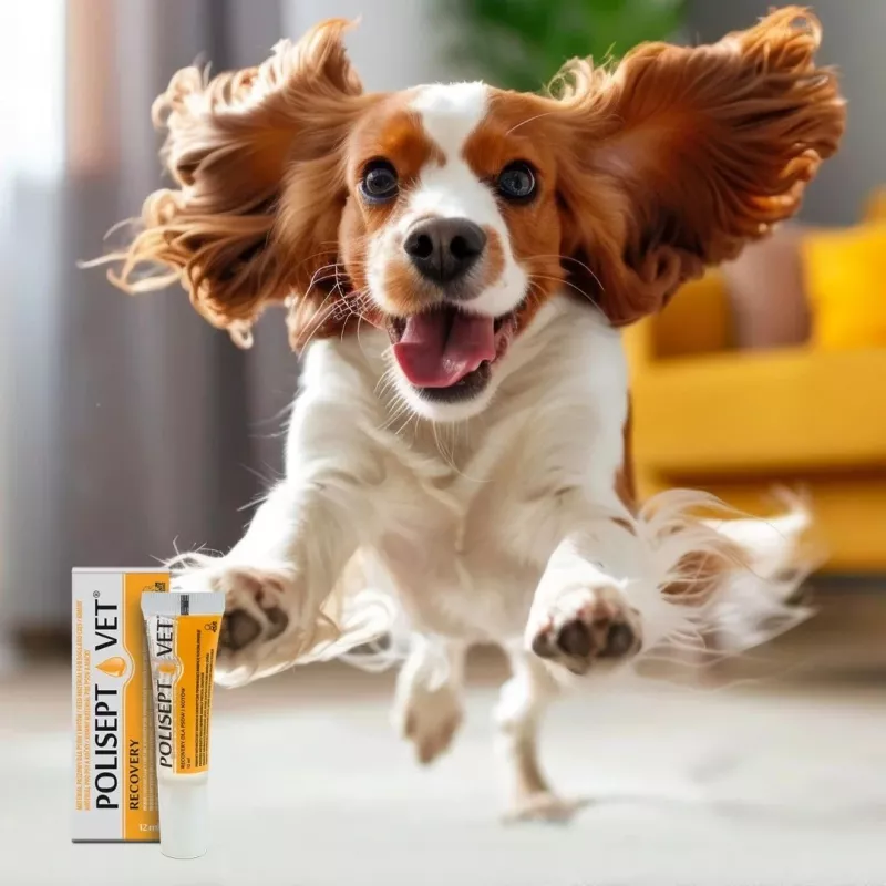 Suplemento de energia oral JM Sante Polisept Vet Recovery Bisnaga 12 ml para cães e gatos adultos, convalescença