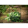 Sementes de pepino Wisconsin SMR 58 Toraf, embalagem de 5 g