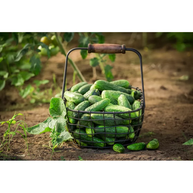 Sementes de pepino Wisconsin SMR 58 Toraf, embalagem de 5 g