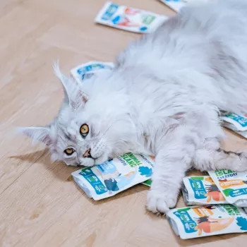 ANIMAL ISLAND comida para gatos com peru/peixe branco em caldo 80x85g
