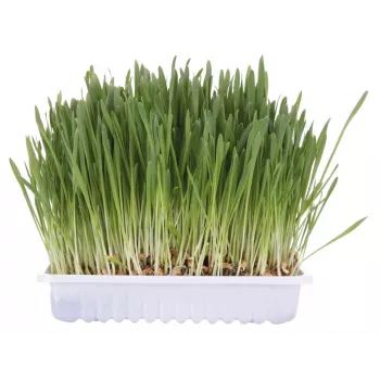 Erva para gatos Trixie TRIXIE 100 g — erva para gatos adulta, embalagem de cartão