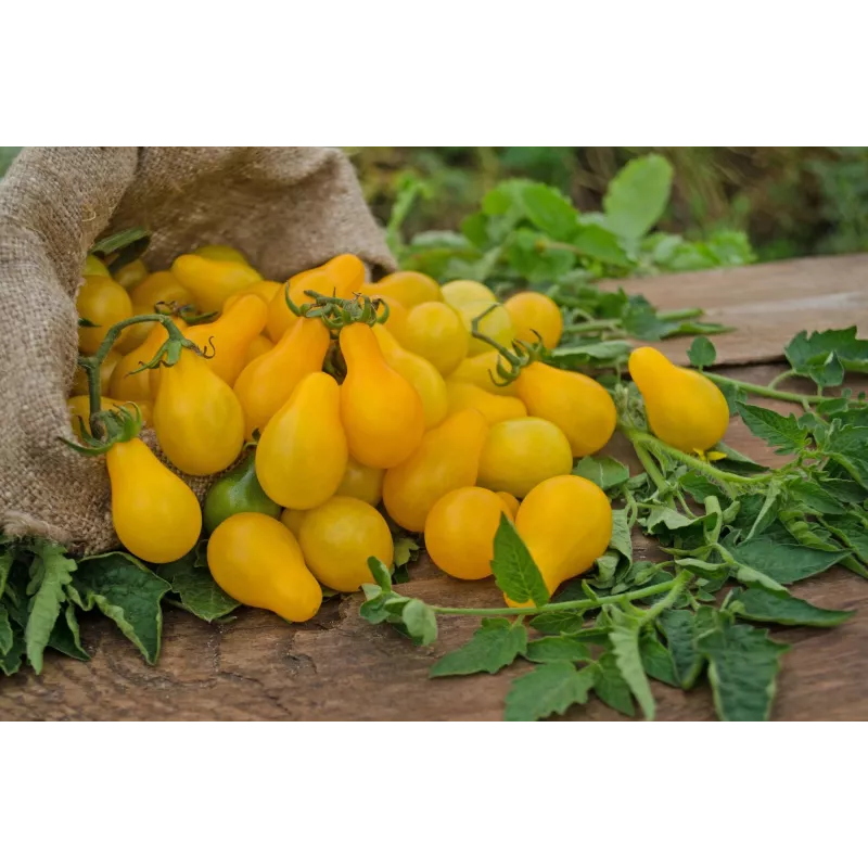 Sementes de tomate-cereja Perun Toraf, embalagem de 0,5 g