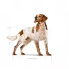 Royal Canin SHN Medium Adult ração seca para cães, 15 kg