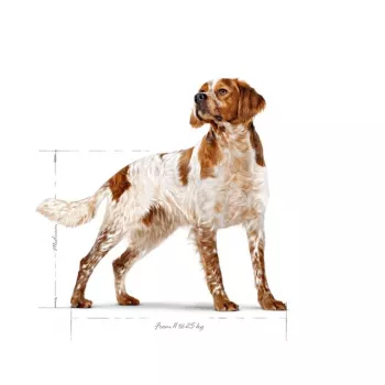 Ração seca para cães Royal Canin SHN Medium Adult 15 kg — alimento completo para cães adultos de raças médias, aves, 25% proteína, 14% gordura