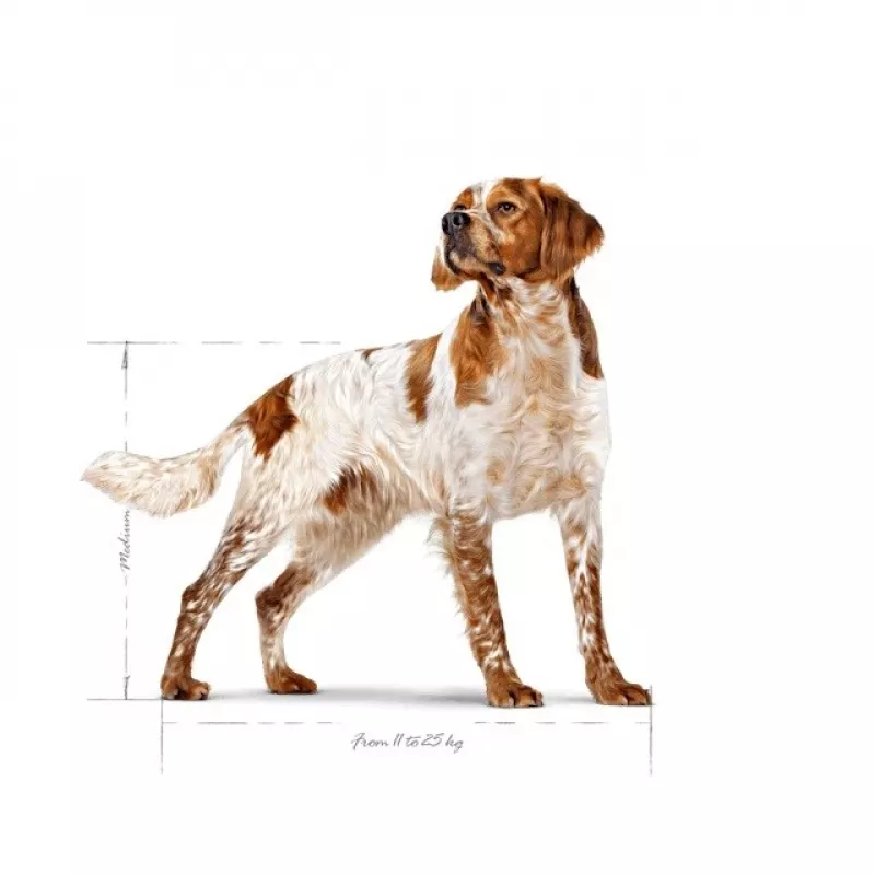 Royal Canin SHN Medium Adult ração seca para cães, 15 kg