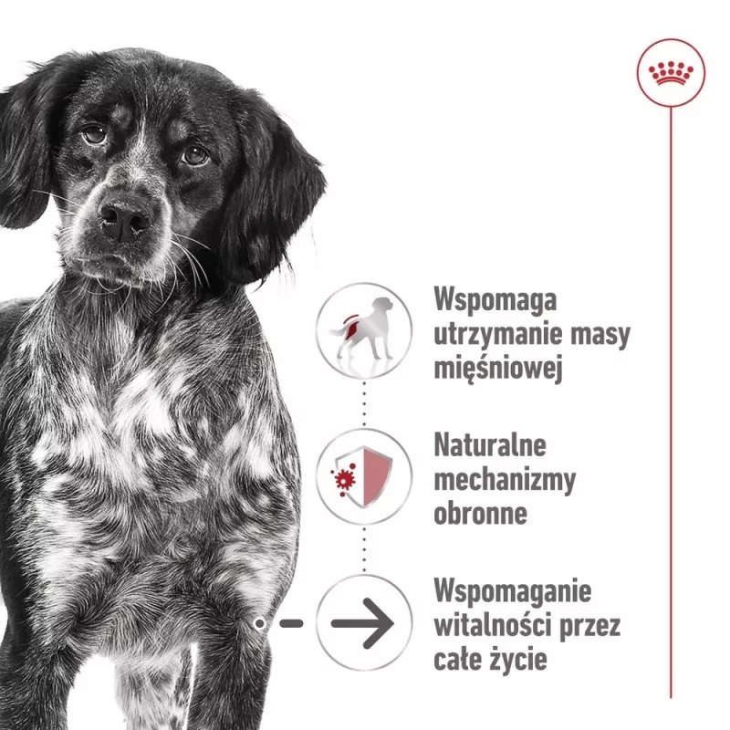 ROYAL CANIN SHN Medium Ageing pão lata 410 g