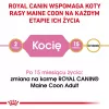 Comida seca para gatos Royal Canin Maine Coon Kitten 2 kg — aves, proteína 36%, gordura 23%