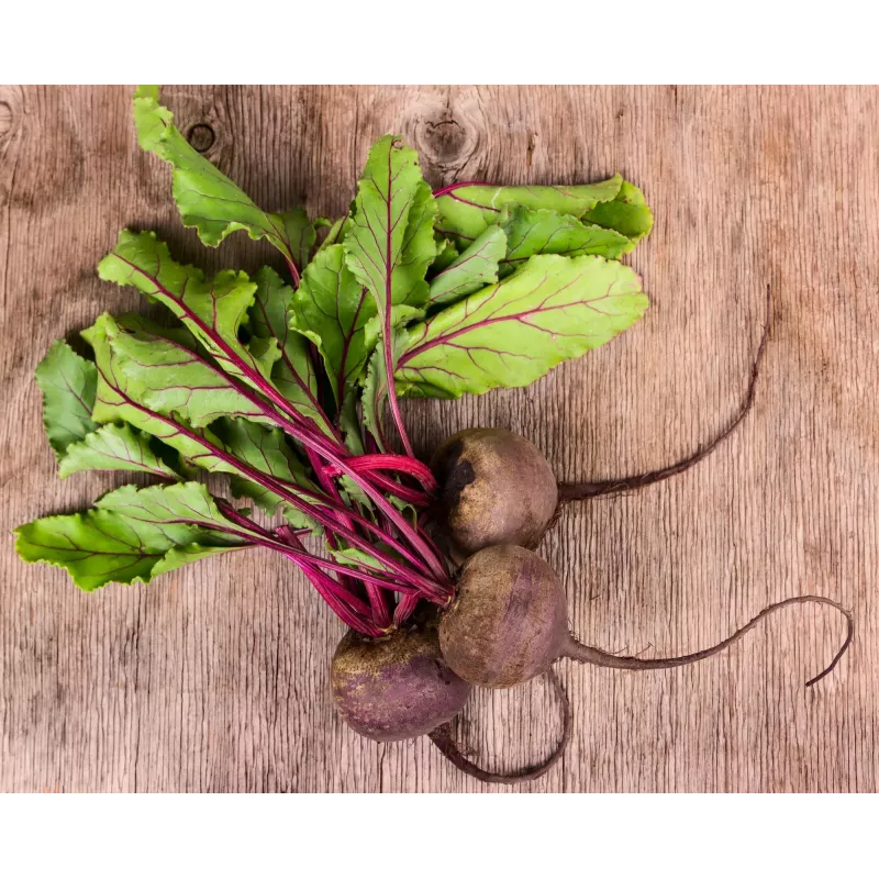 Sementes de hortícolas beterraba vermelha escura Toraf, pacote 20g