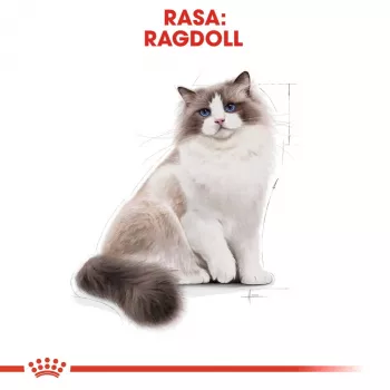 Ração seca para gatos Royal Canin Ragdoll Adult 2 kg — frango, 32% proteína, 18% gordura