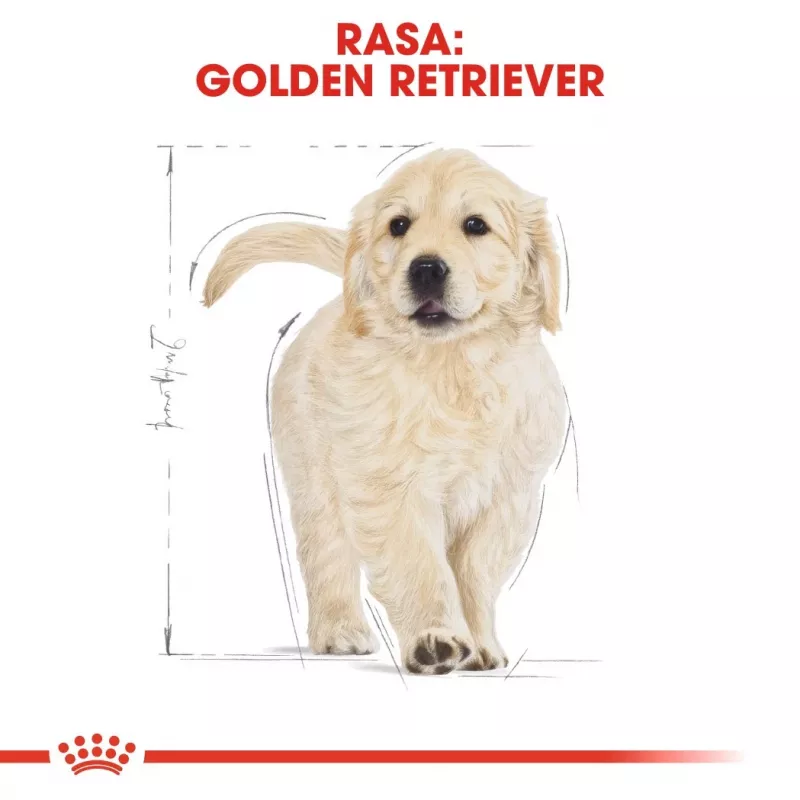 Royal Canin Golden Retriever Puppy ração seca para cães, 12 kg