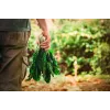 Sementes de hortícolas acelga Lucullus Toraf, pacote 5g