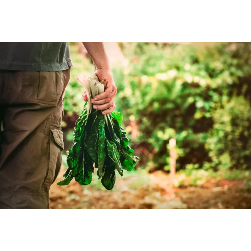 Sementes de hortícolas acelga Lucullus Toraf, pacote 5g