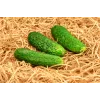 Sementes de pepino Polan F1 PNOS em fita, fita de 6 m