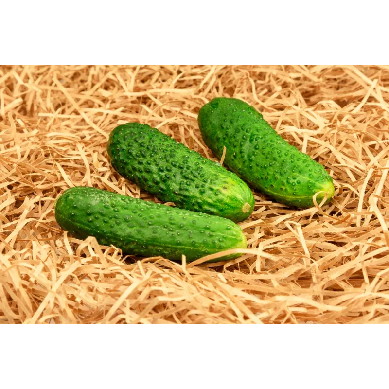 Sementes de pepino Polan F1 PNOS em fita, fita de 6 m
