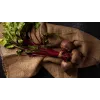 Sementes de hortícolas beterraba egípcia D'Egypte Toraf, pacote 10g