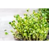 Sementes de girassol preto PNOS para germinar, embalagem de 20 g