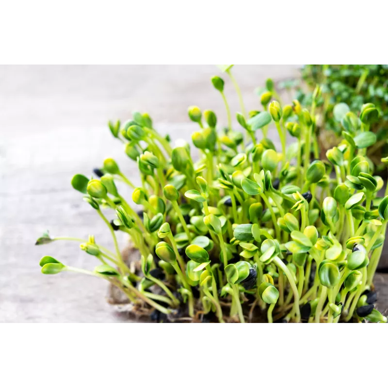 Sementes de girassol preto PNOS para germinar, embalagem de 20 g