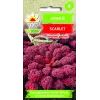 Sementes de couve-galega Scarlet Toraf, embalagem de 1 g