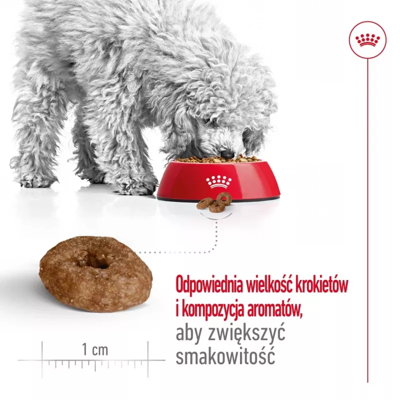 ROYAL CANIN Mini Ageing Adult +12 - Ração seca para cães - 3,5 kg